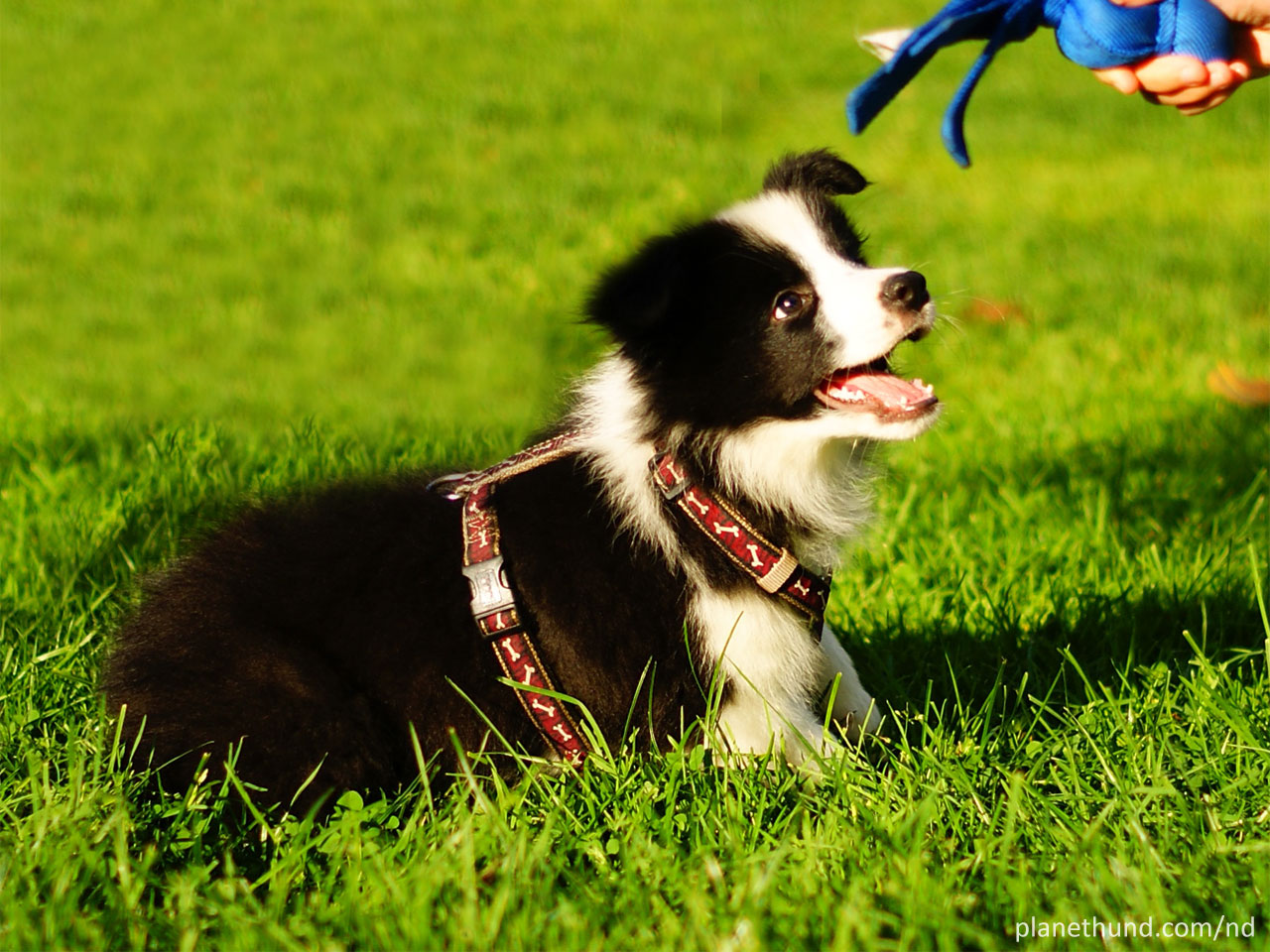 Hundezusammenführung - mit diesen Tipps klappt es!| Haustiermagazin