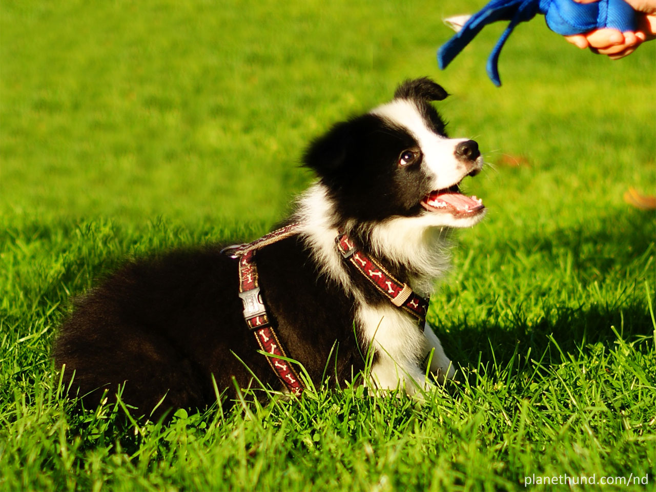 kaufen - worauf achten? Hundekauf - hundund.de