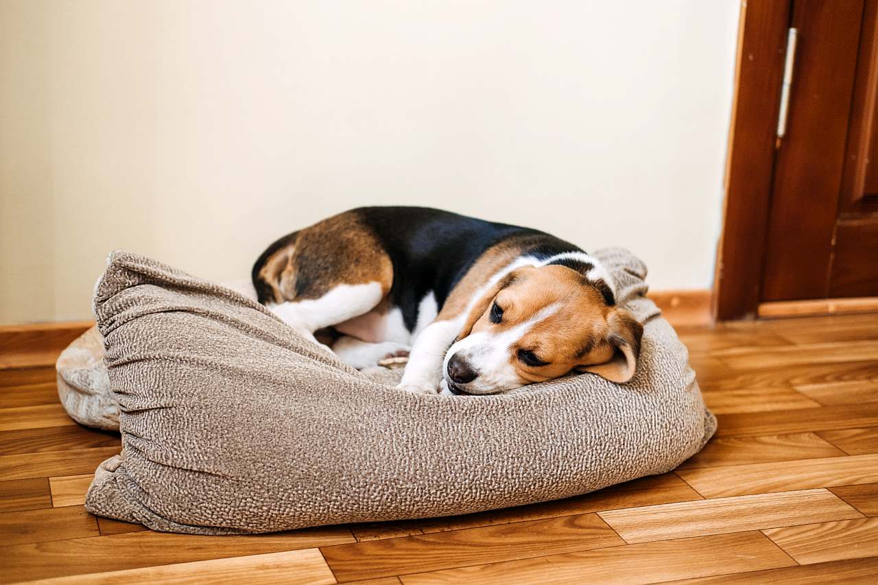 Hund krank Verkühlung