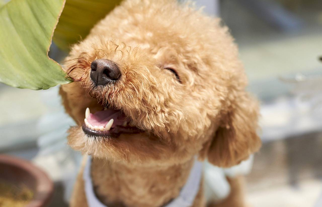 Hund stressfrei scheren