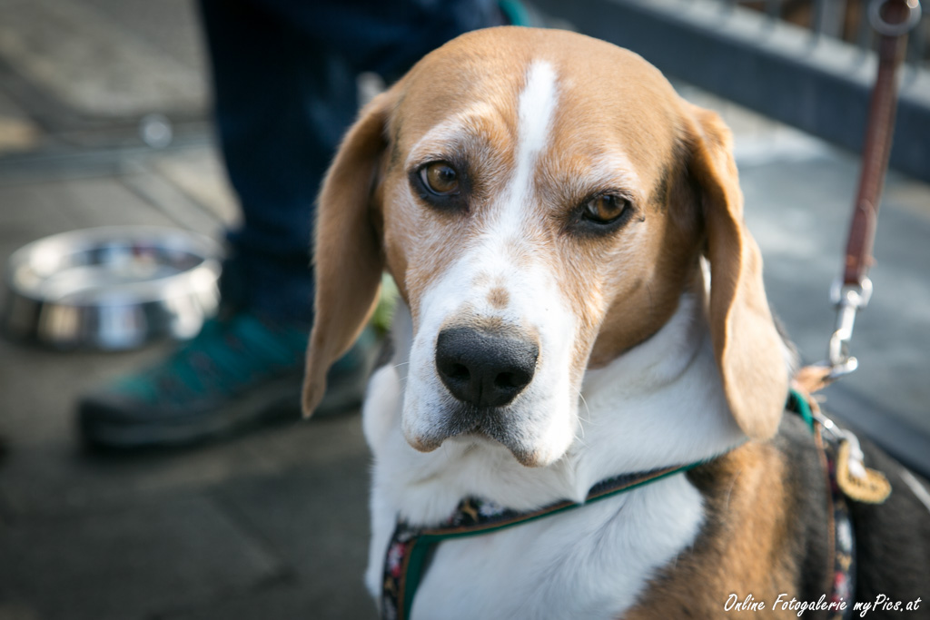Hund Silvester Tipps Ratgeber