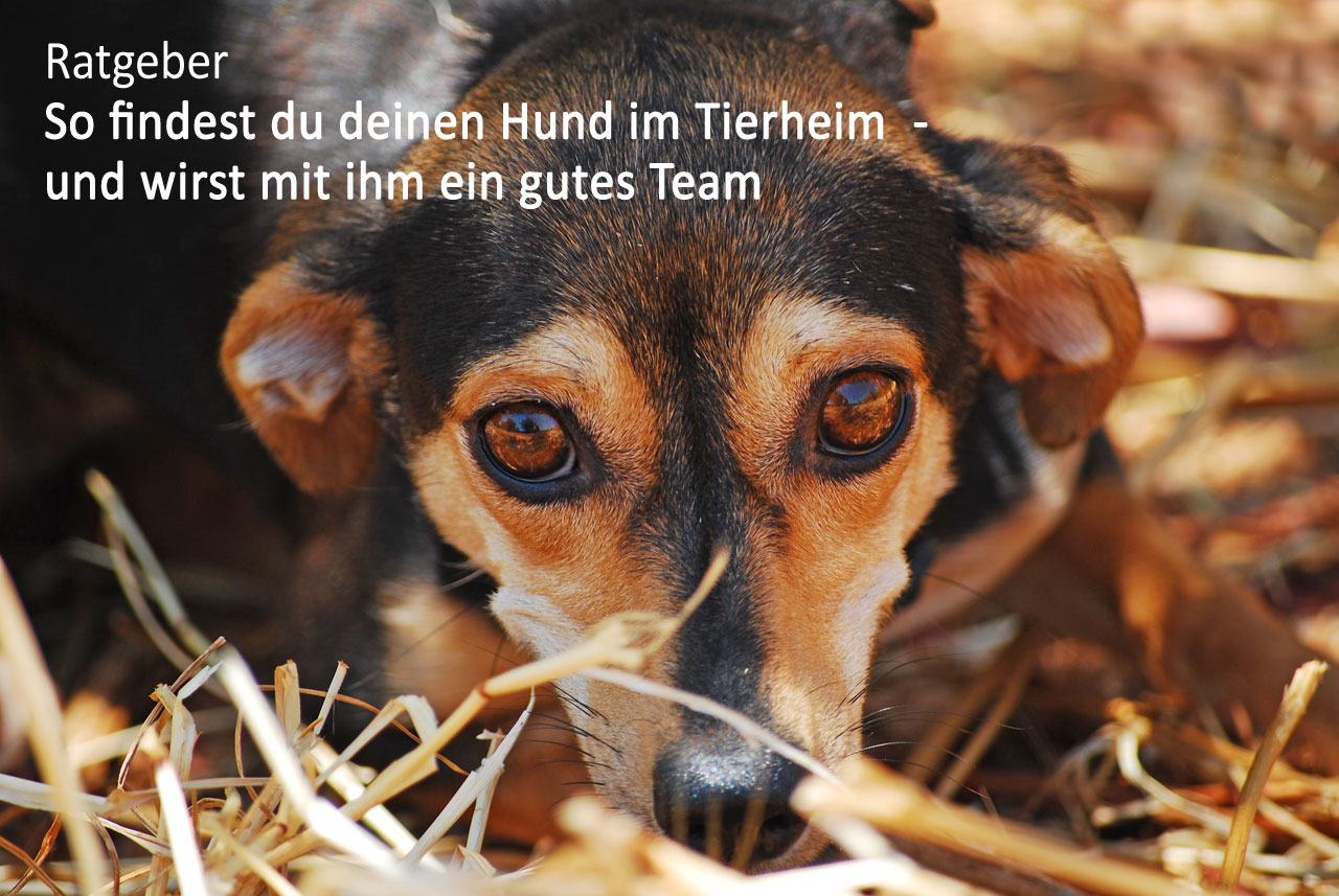 Hund Tierheim finden Ratgeber