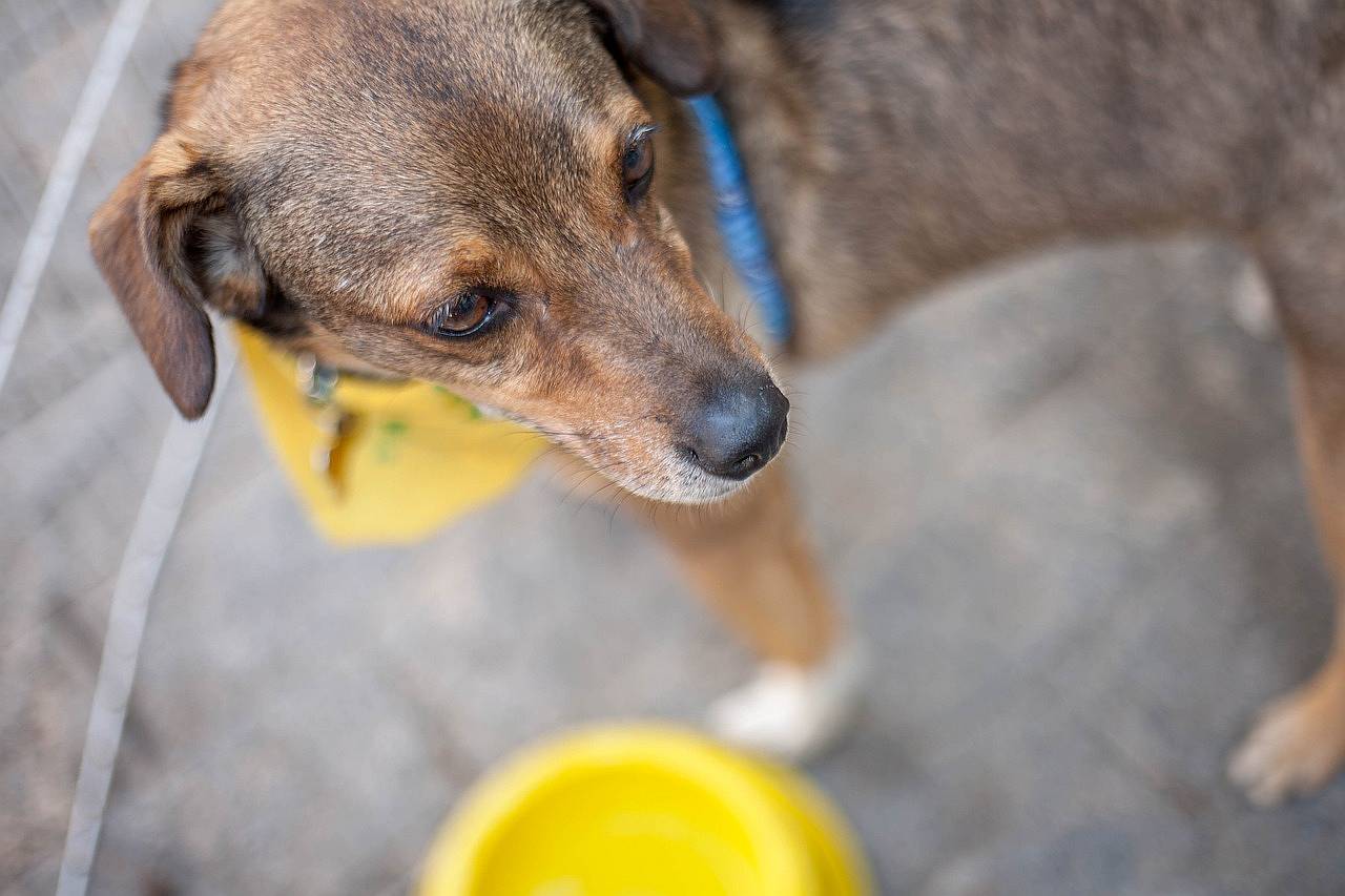 Hund aus dem Tierheim holen