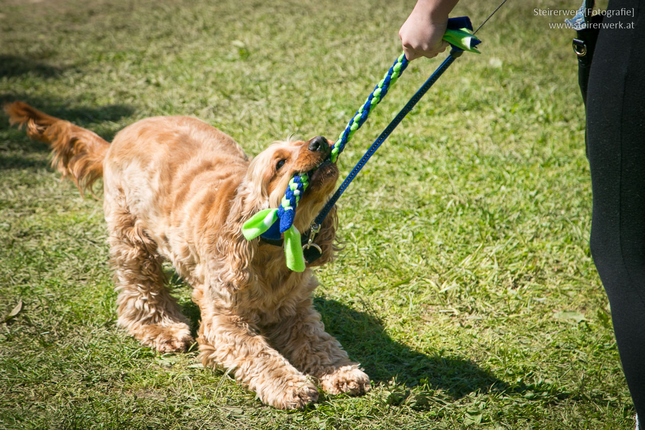 Hund Übungen