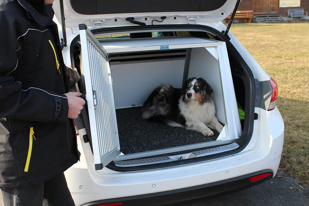 Hunde im Auto sicher transportieren