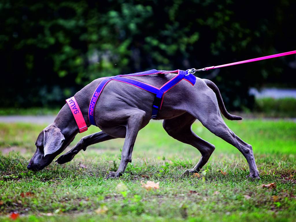 Hunde können DNA riechen