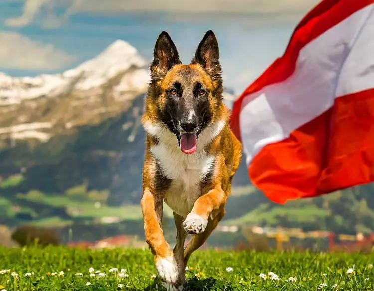 Hunde Gesetz in Österreich