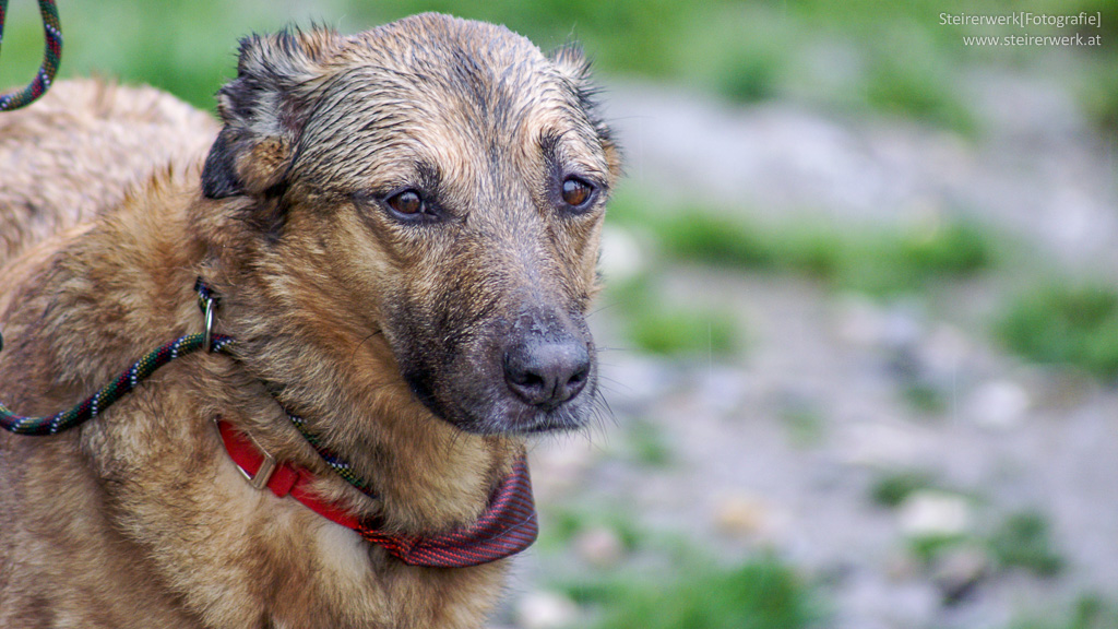 Hund im Regen