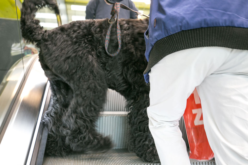 Hunde Rolltreppe