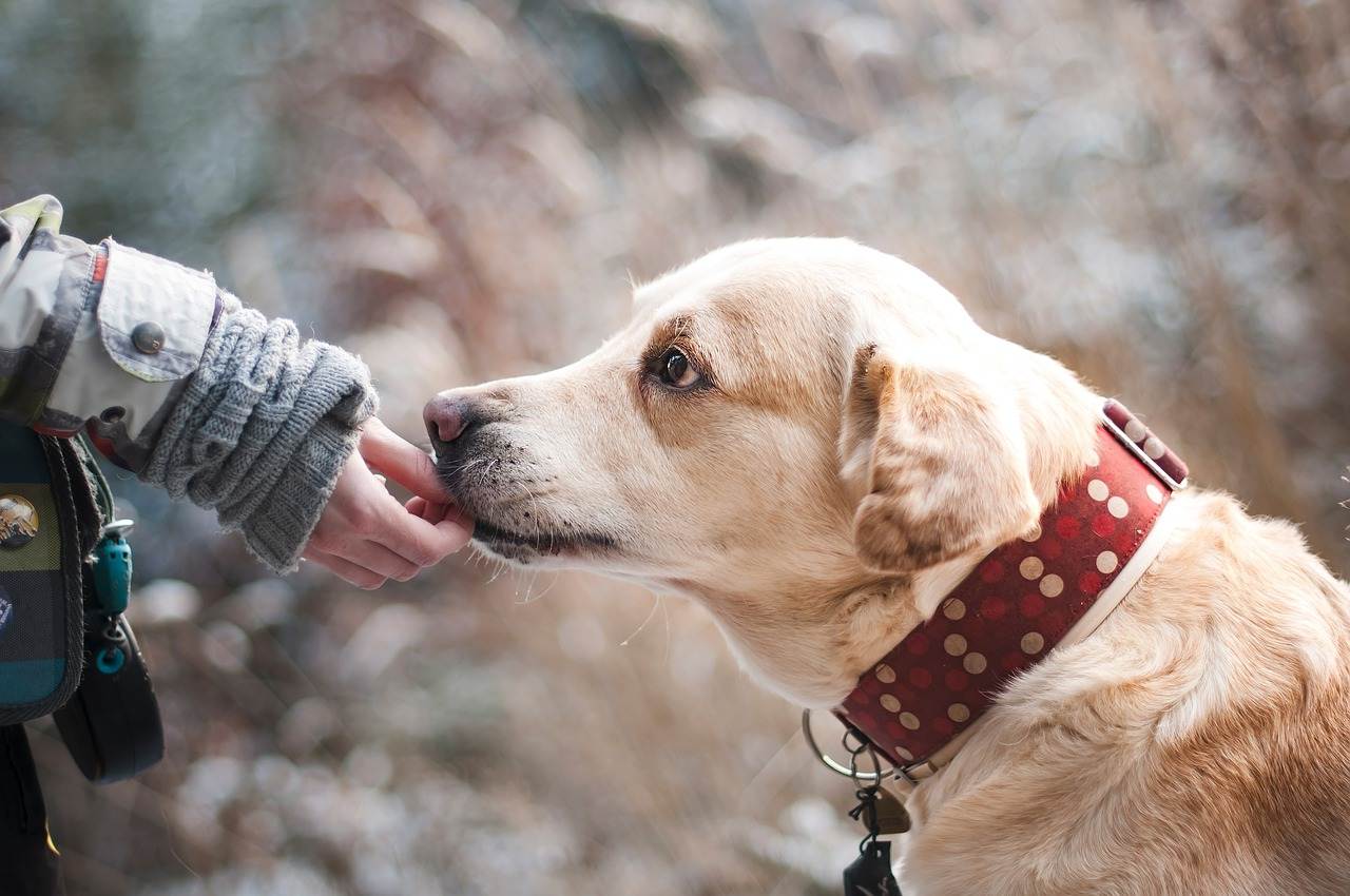 Hunde im Tierheim füttern