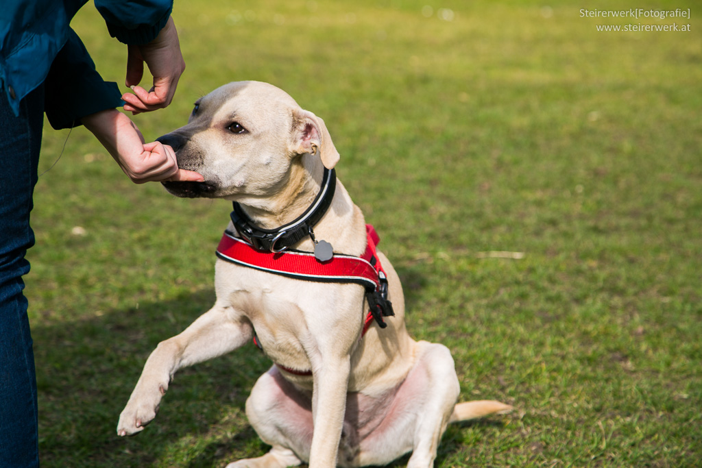 Hundeerziehung Hundehaltung