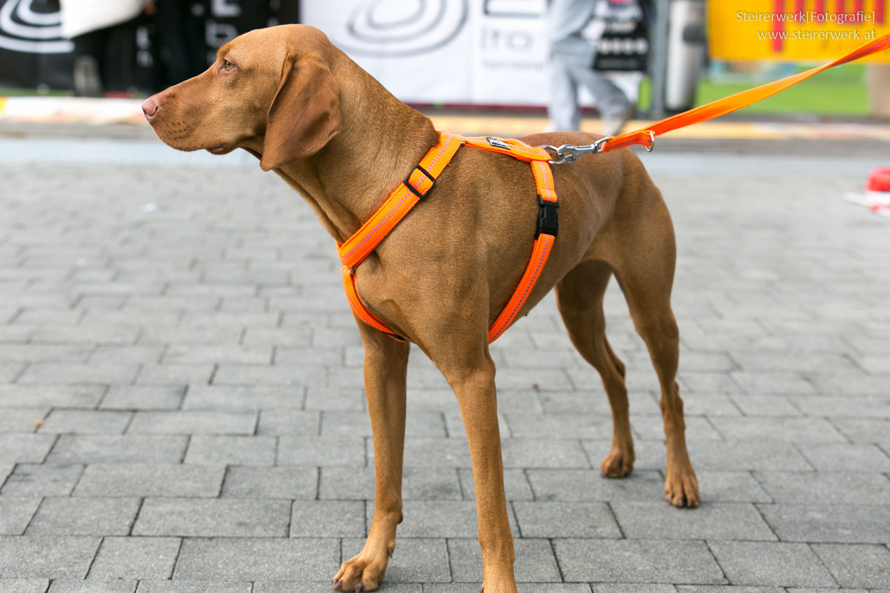 Richtiges Hundegeschirr für den Hund