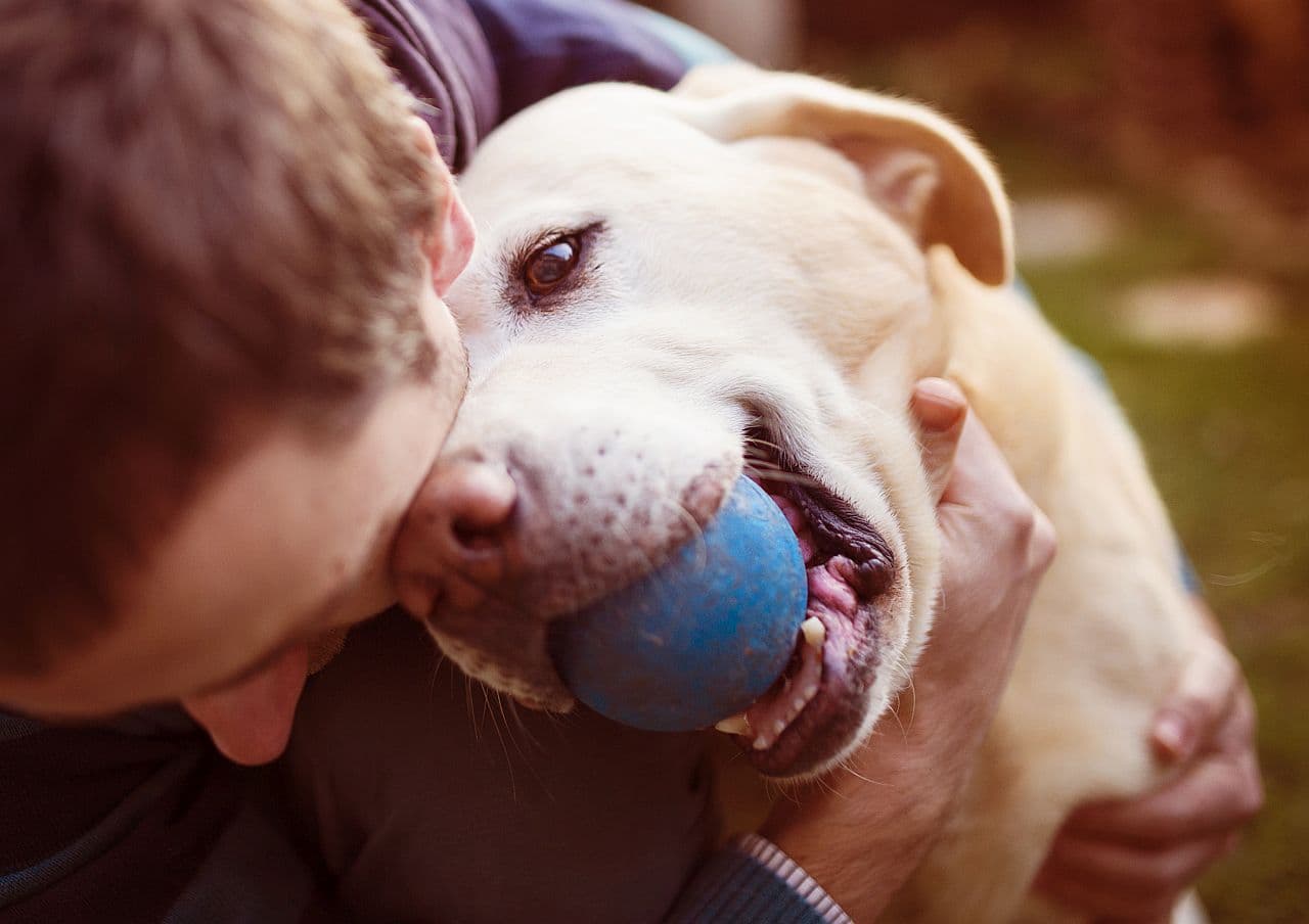 Hundegesetze in Deutschland