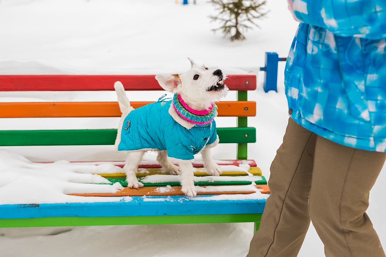 Hundemantel bei Schnee im Winter