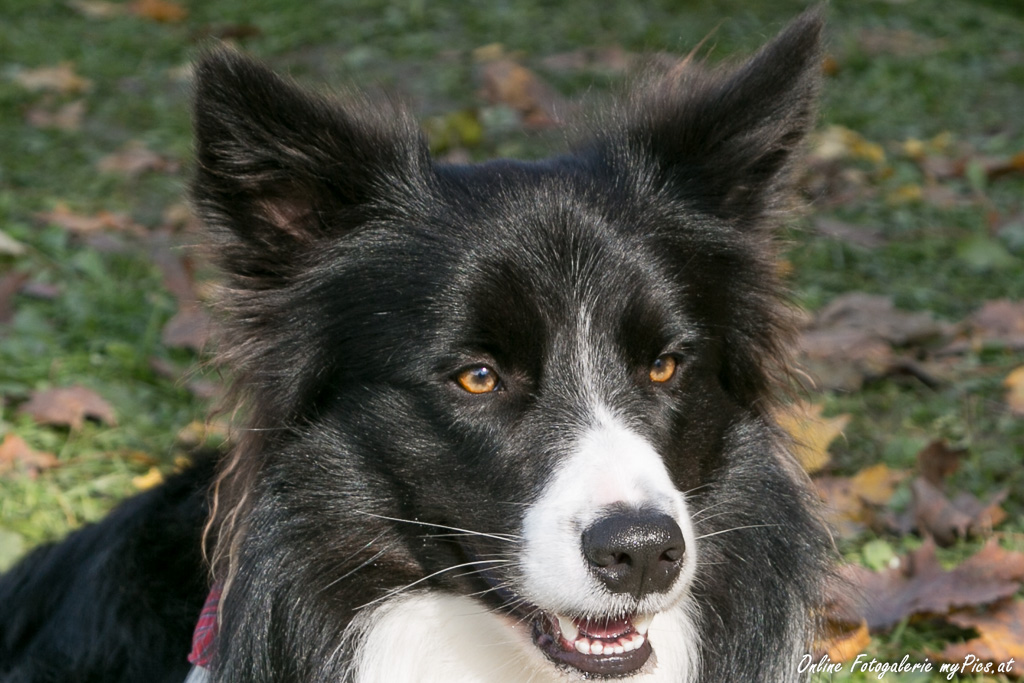 Hundeohren