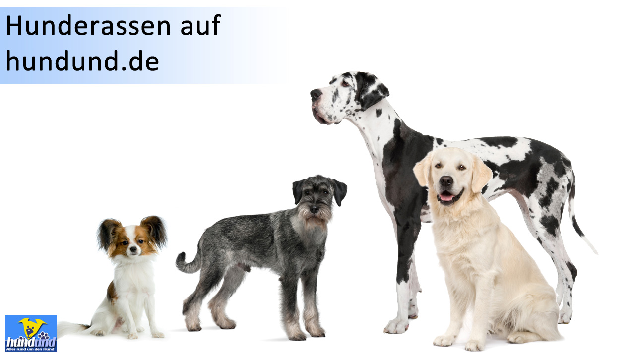 Grosse Hunderassen Mit Bild Hunde Hundund De