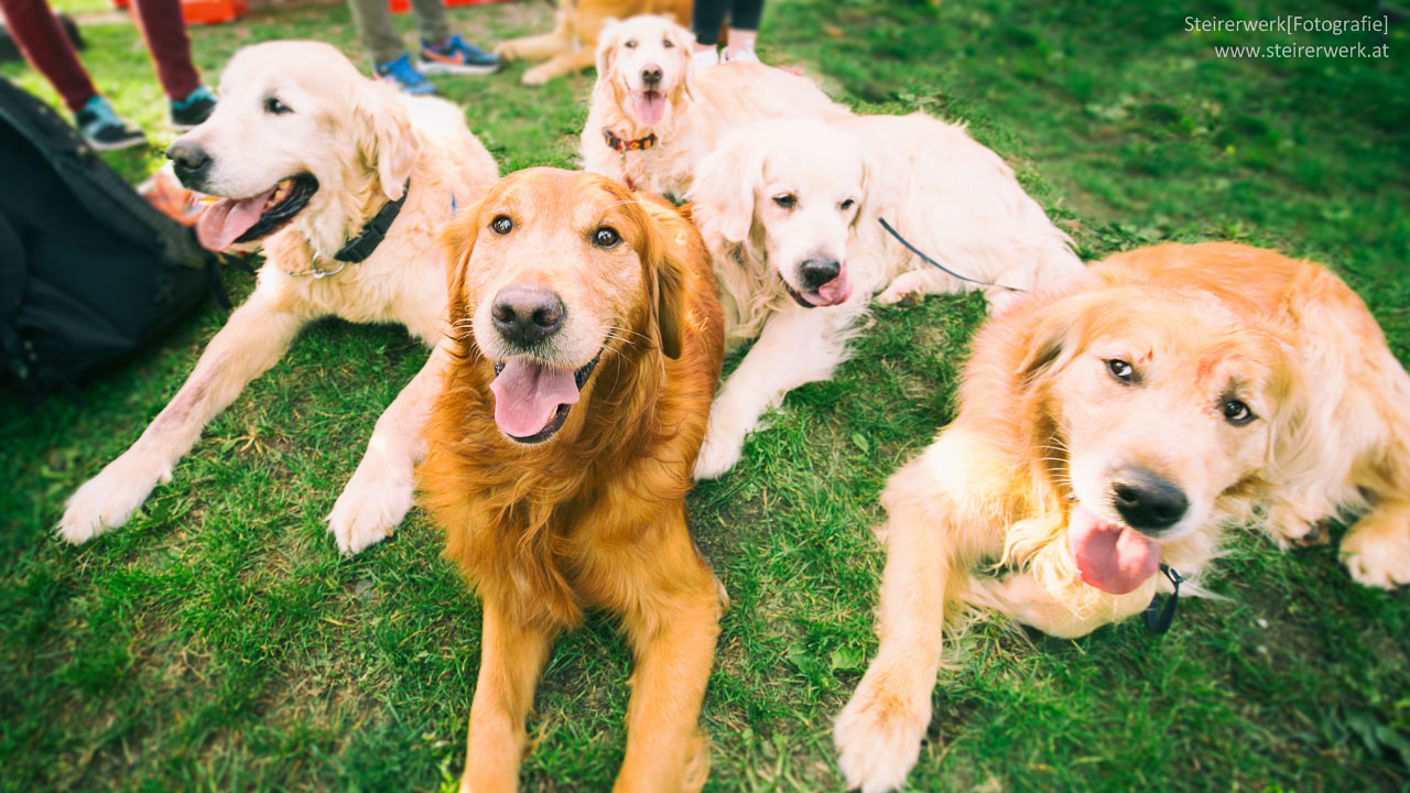 Golden Retriever Rudel