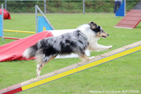 Hund beim Agility in der Hundeschule