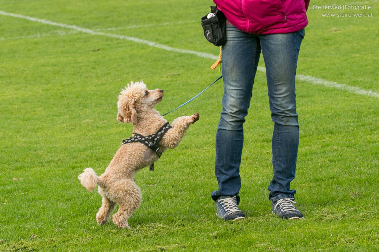 Hund in der Hundeschule