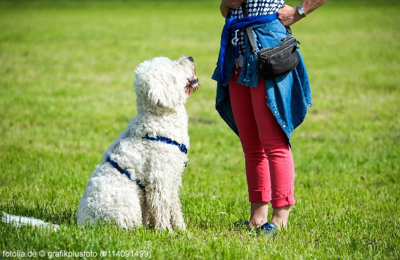 Hund wird in der Hundeschule ausgebildet