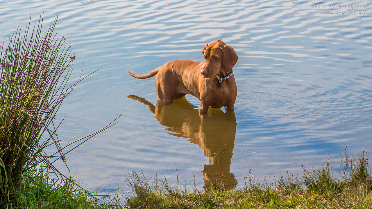 Hundetage
