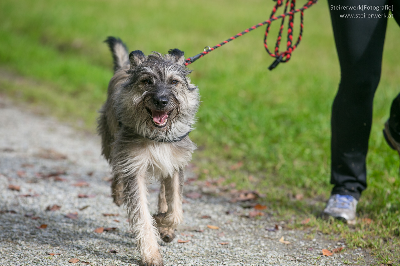 Hundeversicherungen