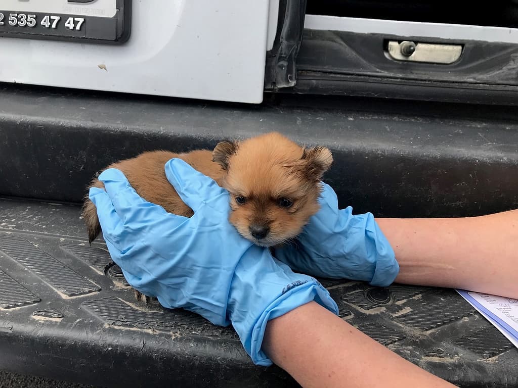 Hundewelpe aus Transporter verkauft