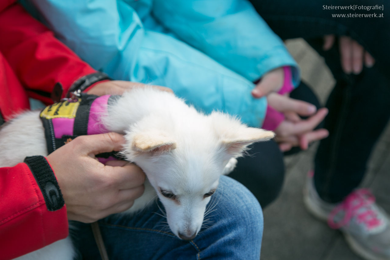 Wie Kinder mit fremden Hunden richtig umgehen