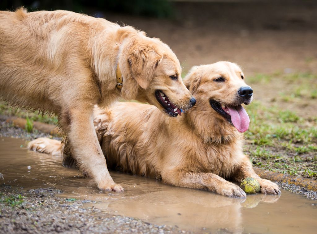 Leptospirose Hunde