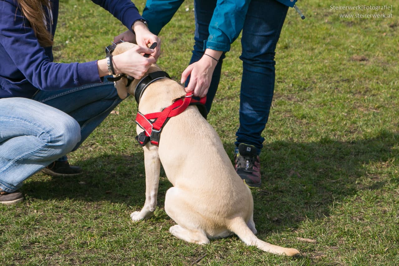 Leinenpflicht für Listenhunde