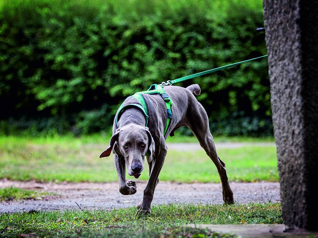 Maintrailer Hund nimmt Fährte auf