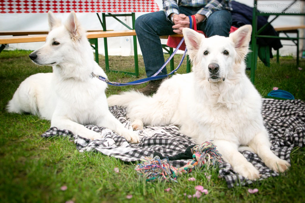 Mehrhundehaltung Tipps