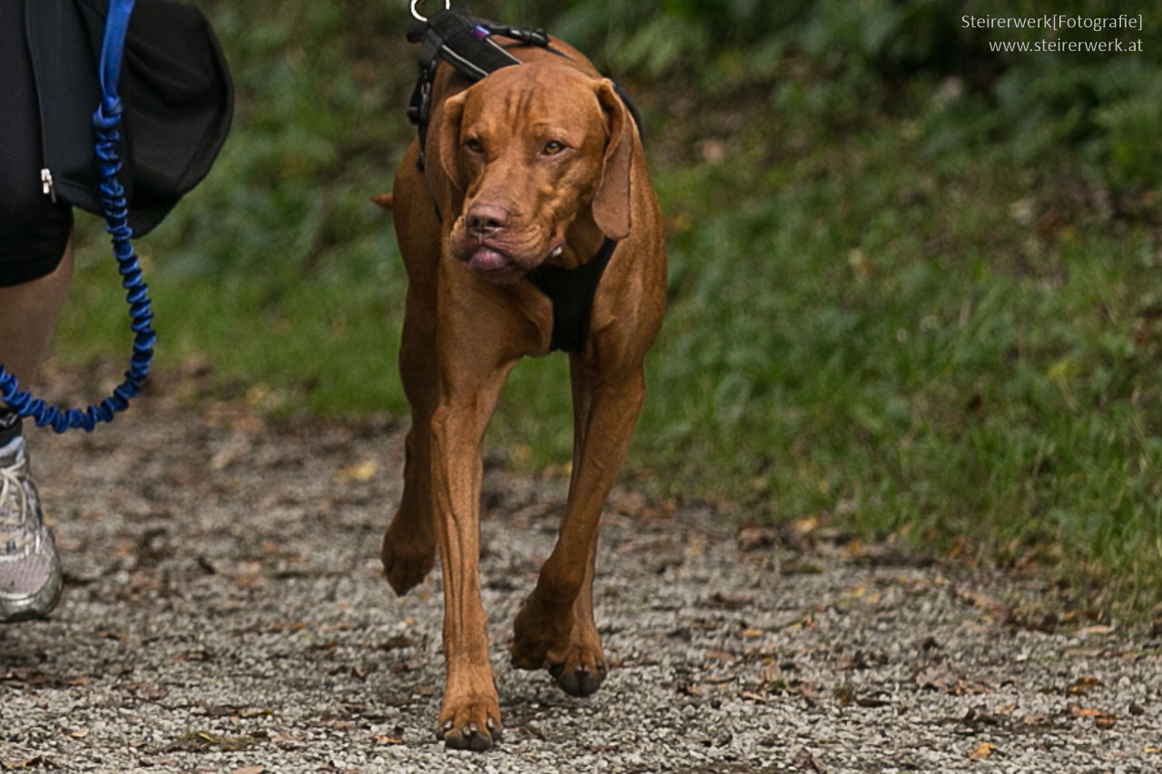 Nachfrage nach Hunden