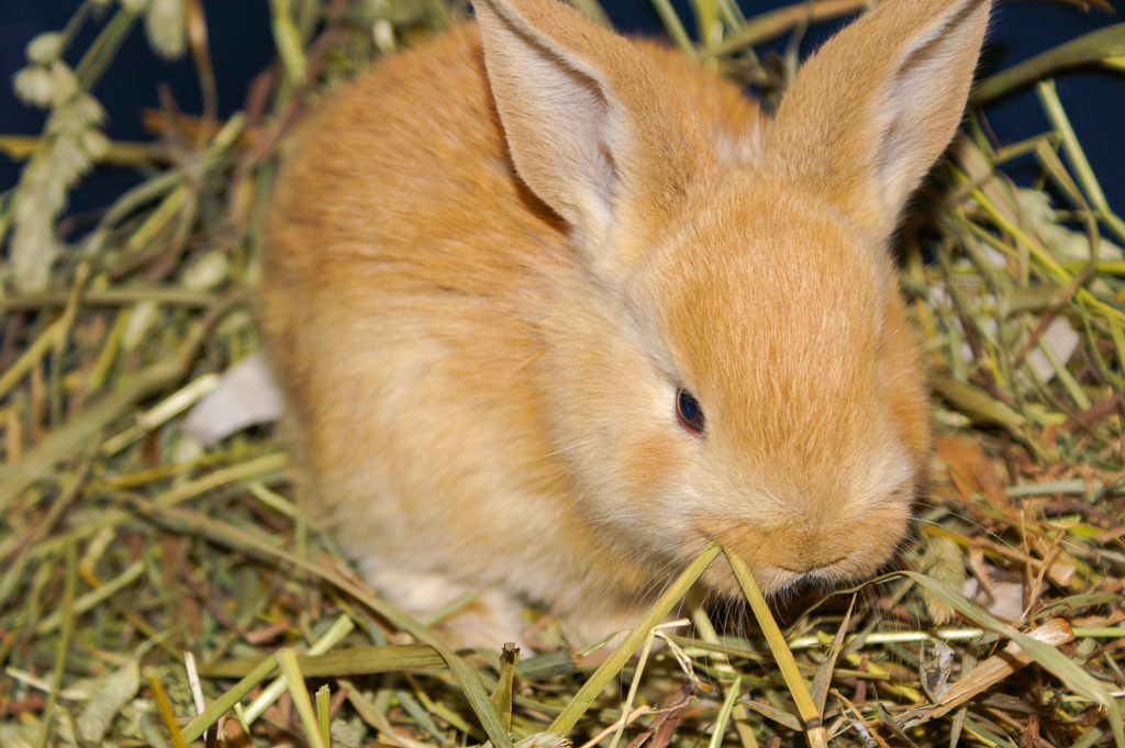 Tierfreundliches Osterfest