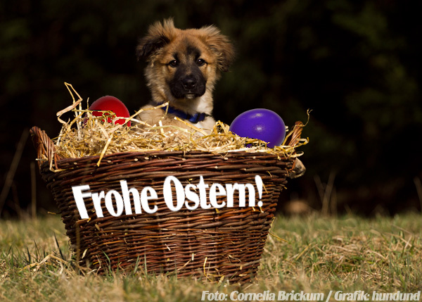 Hund Ostern