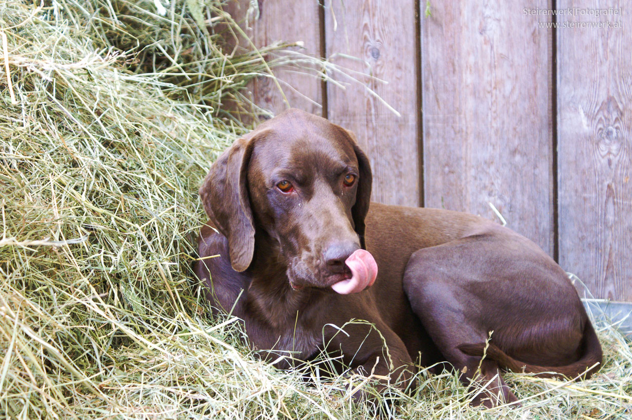 Pollenallergie Hund