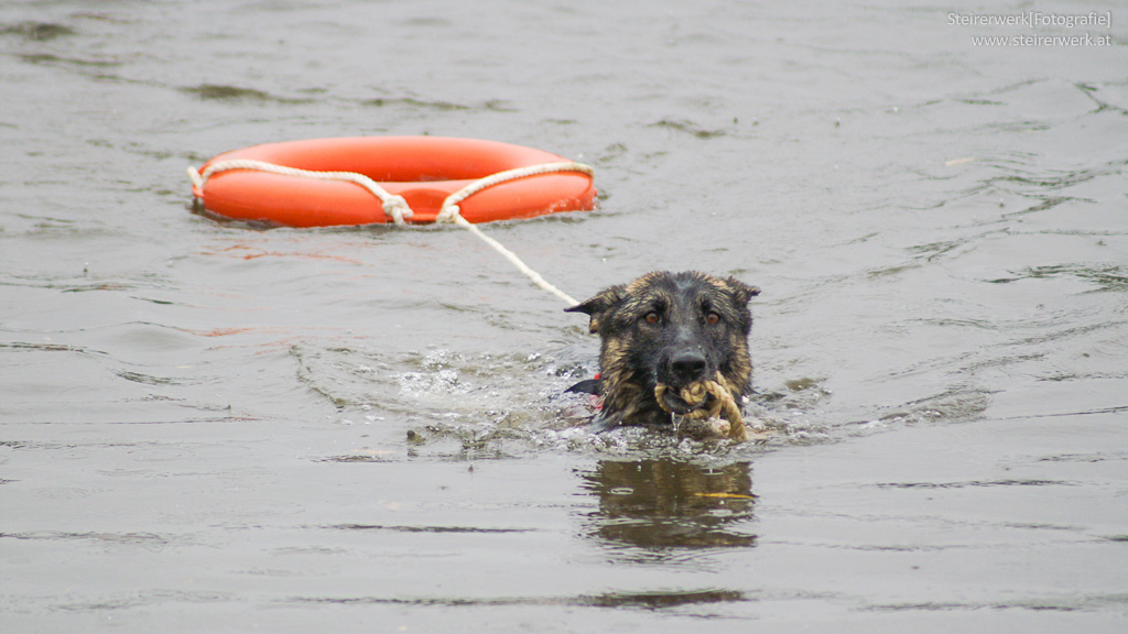 Rettungshund Training