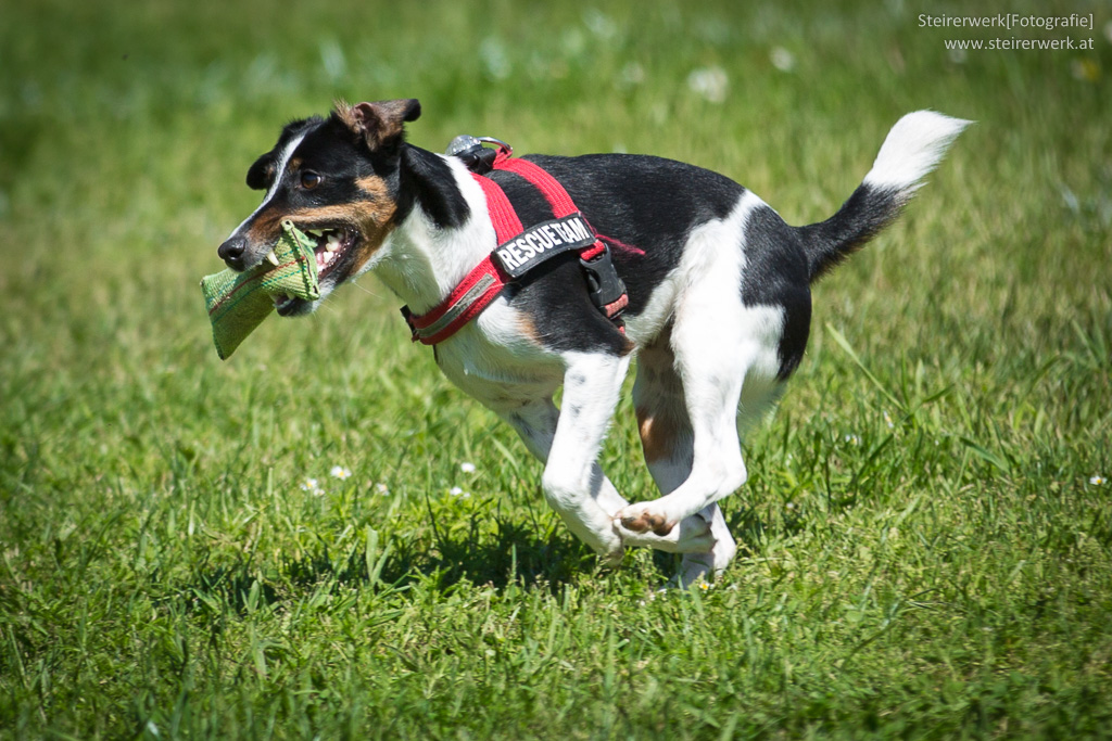 Hundesport bei Rettungshundemeisterschaften