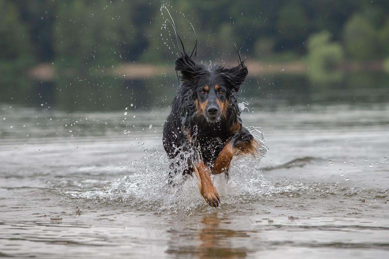 Schwarze Hunde im Wasser fotografieren