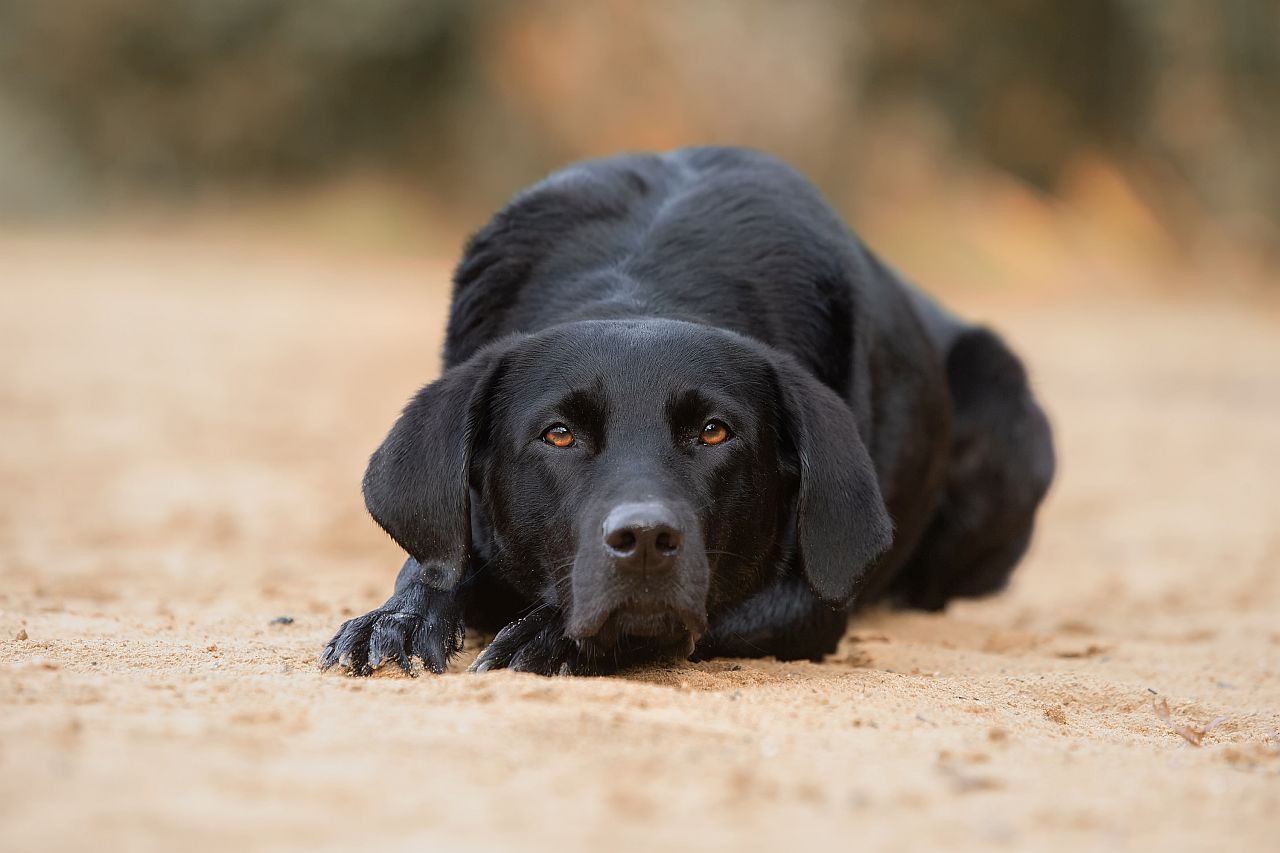 Hund mit schwarzem Fall bewölkter Tag fotografieren