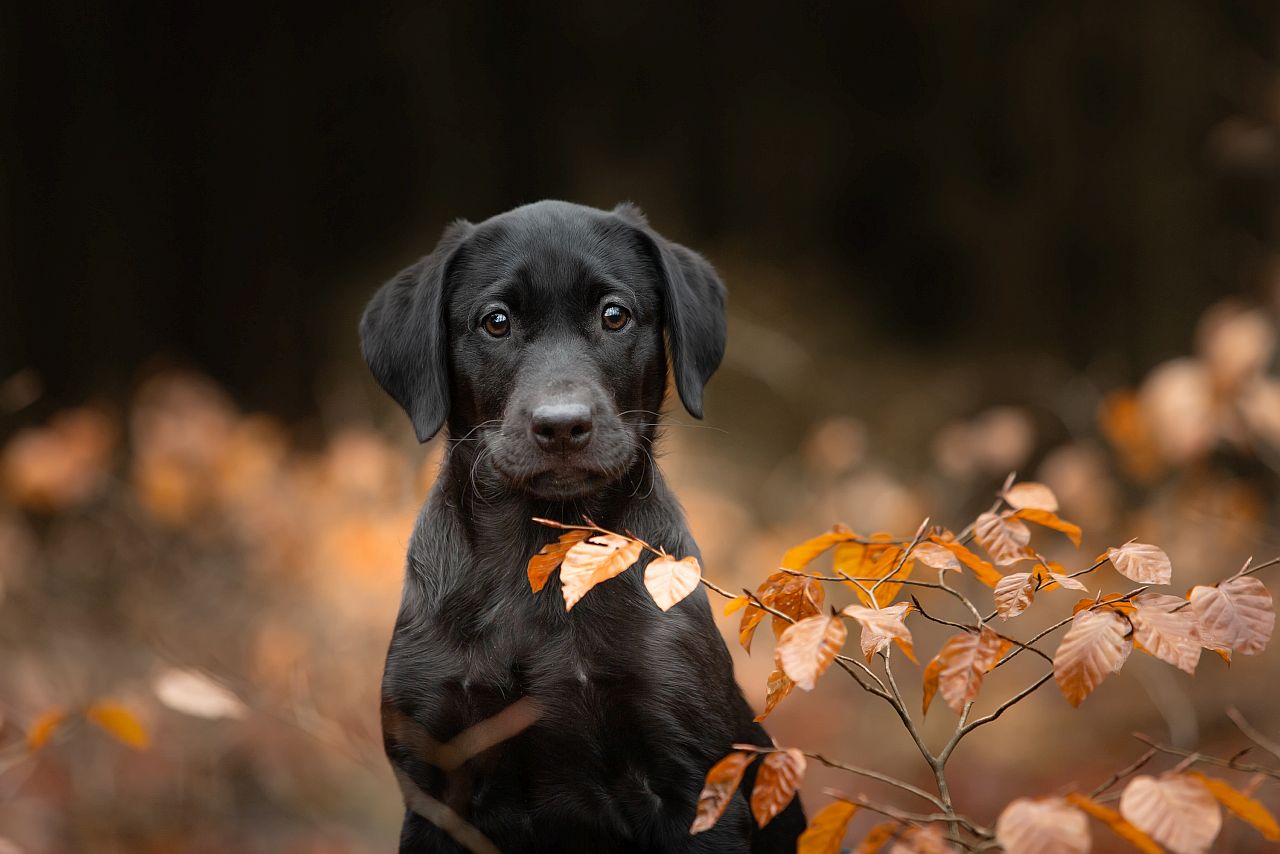 Hund mit schwarzem Fell wenig Licht fotografieren