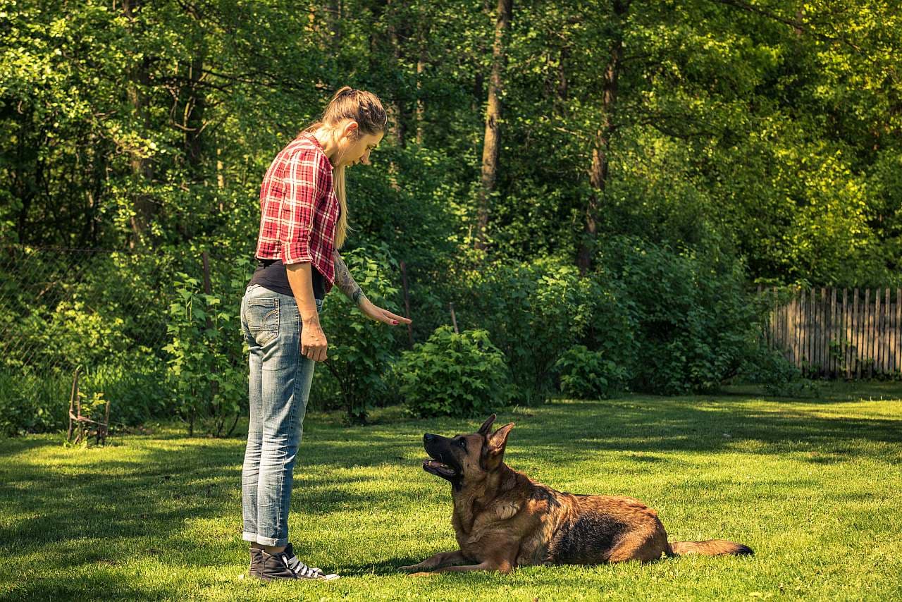 Sachkundenachweis für Hunde