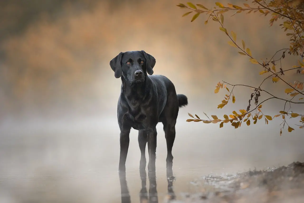 Schwarze Hunde perfekt fotografieren