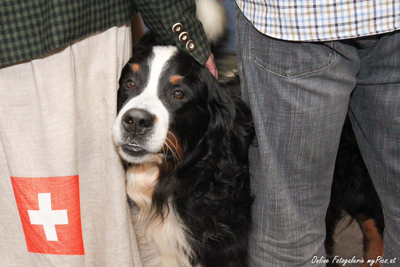 Hundehaftplichtversicherungen Schweiz