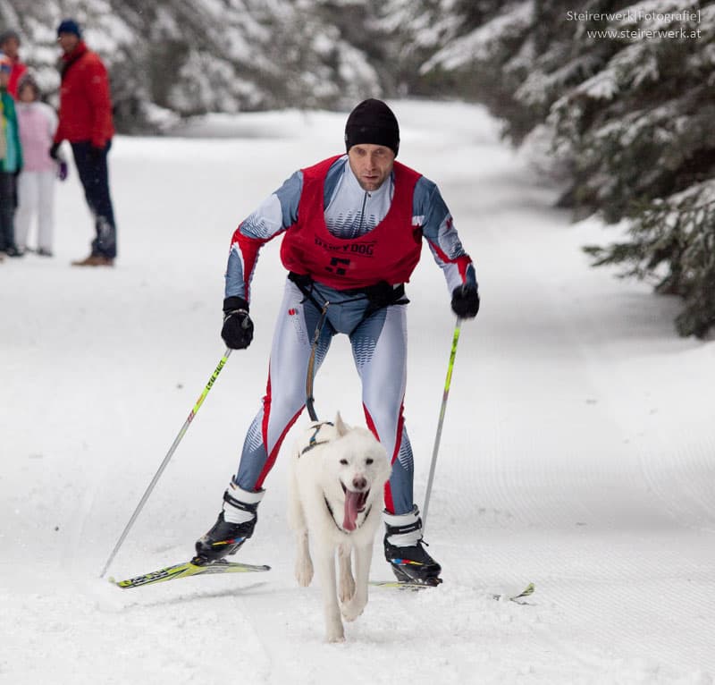 Skijöring mit Hund