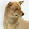 Ainu-Hund