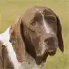 Altdänischer Vorstehhund