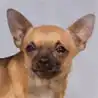 Chihuahua kurzhaariger Schlag