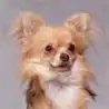 Chihuahua langhaariger Schlag
