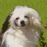 Chinesischer Schopfhund Powderpuff-Schlag